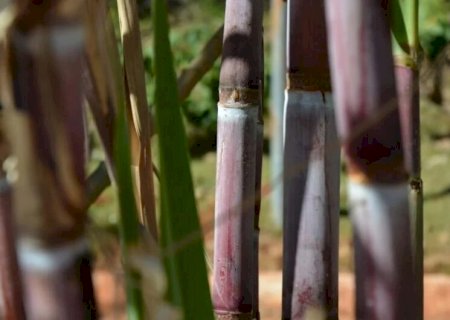 Safra 2023/24 de cana-de-açúcar é a maior da série histórica da Conab