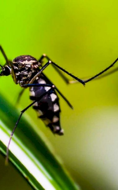Prefeitura confirma 8ª morte por chikungunya em Dourados; procura por vacina é baixa