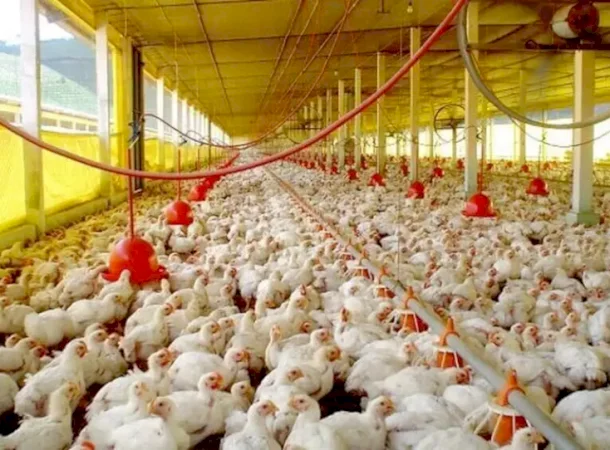 Caarapó supera 1 milhão de galináceos e aparece entre os maiores efetivos de MS