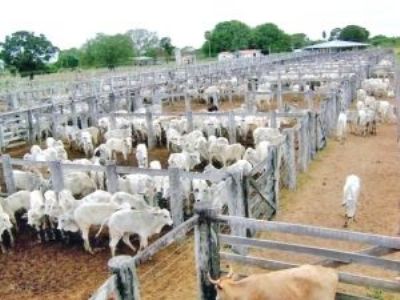 MS tem o 3º maior rebanho bovino do país, diz IBGE