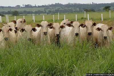 Pecuaristas unem-se para vender carne em MS
