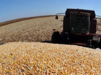 Clima e investimentos fazem safra de milho superar soja pela 1ª vez em MS