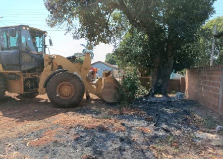 Fogo em terreno baldio atinge árvore de grande porte que por pouco não caiu sobre uma casa