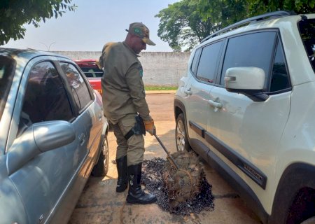 Corpo de Bombeiros de Caarapó captura capivara na Vila Planalto