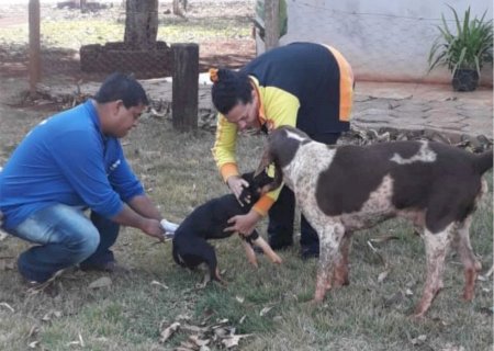 Prefeitura de Caarapó inicia campanha itinerante de vacinação antirrábica na zona rural