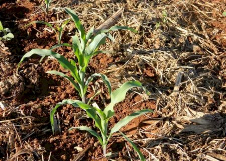 Sob risco de seca, Mapa publica zoneamento agrícola para o milho 1ª safra em MS