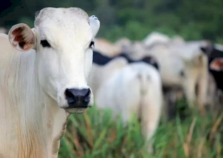 Iagro prorroga prazo para entrega de declaração semestral de rebanhos em MS