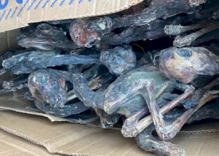 Incomum: Receita Federal encontra 150 fetos de lhamas mumificados em bagagem>