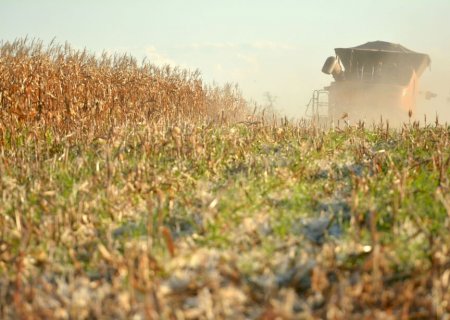 Seca já destruiu 35% da área plantada de milho no Estado>