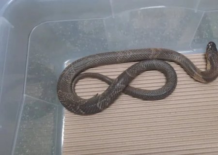 Filhote de naja que sumiu do Butantan é encontrado em encanamento do laboratório