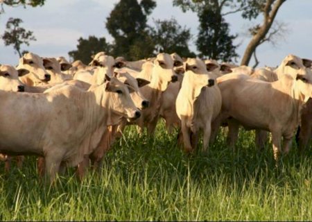 Multinacionais ligadas à pecuária querem investir no Fundo do Pantanal