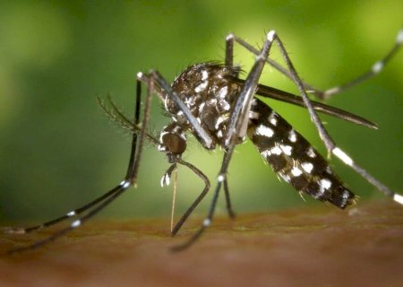 Mais quatro mortes por dengue são confirmadas em MS