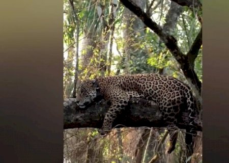 Onça-pintada se refugia em árvore ao fugir de queixadas no Pantanal