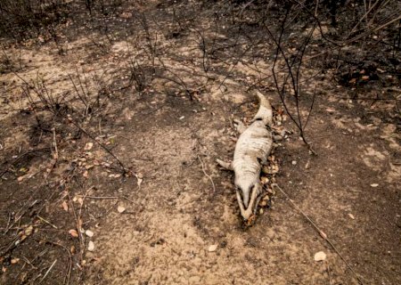 Imagens retratam morte e paisagem aniquilada em estrada pantaneira por onde fogo passou>