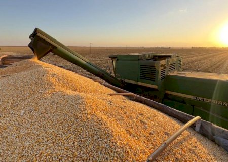Colheita do milho 2ª safra 2023/2024 está mais avançada nas regiões Sul e Norte do Estado