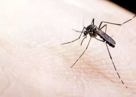 MS bate 13 mil casos confirmados de dengue em semana sem mortes