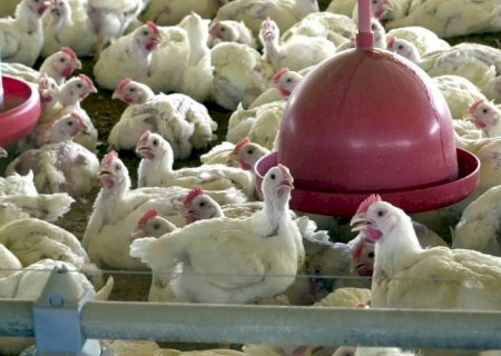 Ministério da Agricultura descarta novos casos de doença aviária no RS