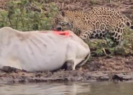 Turistas flagram onças devorando vaca atolada ainda viva no Pantanal