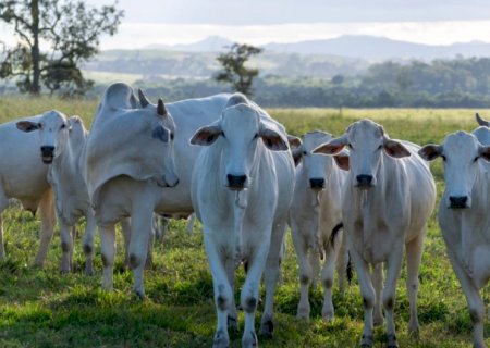 Brasil comemora abertura de mercado de bovinos e bubalinos para reprodução no Gabão>