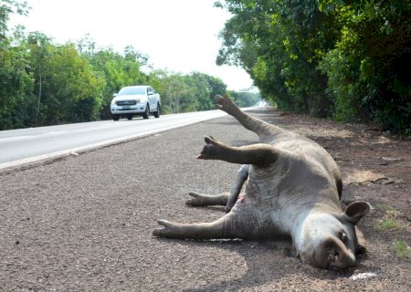 PMA registra 16 atropelamentos de animais em rodovias na região pantaneira>