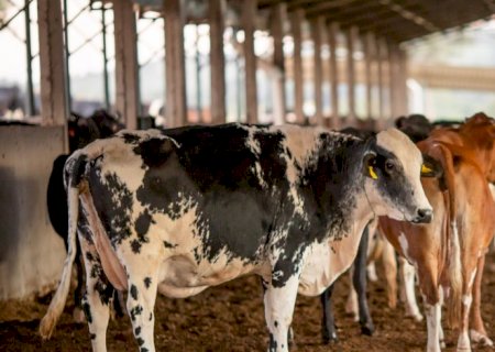 Receita investiga sonegação de quase R$ 1 bilhão em venda de gado