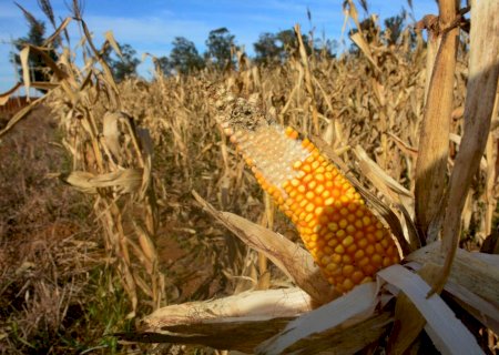 Mato Grosso do Sul passa de exportador a comprador de milho