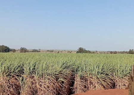 Estudo indica bioinsumo como solução sustentável na produção alimentar