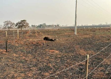 Imagens mostram boi morto após incêndio em área rural de Aparecida do Taboado>