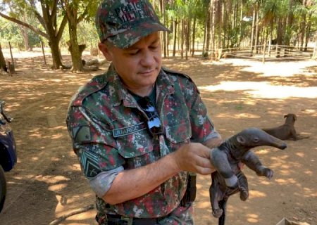 O que faço se encontrei um animal silvestre ferido? Imasul faz orientações e recomenda acionar a PMA>