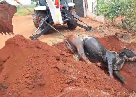 Vaca cai em fossa e é resgatada pelo Corpo de Bombeiros Militar em Caarapó