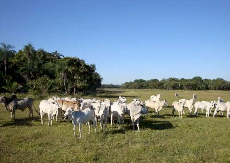 Fogo e seca no Pantanal podem reduzir oferta de bezerros em 2025>