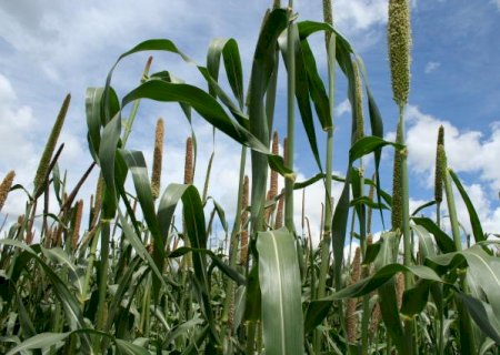 Pesquisadores orientam como recuperar solo agrícola após as queimadas