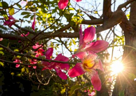 Primavera: Onda de calor, chuvas intensas e incêndios são aguardados na estação em MS>