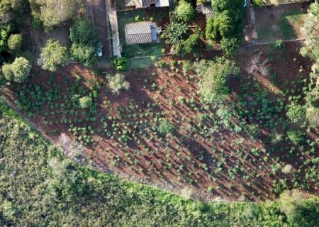 MS Verde: 1.450 mudas de árvores são plantadas pela Sanesul em reserva ambiental de Dourados>