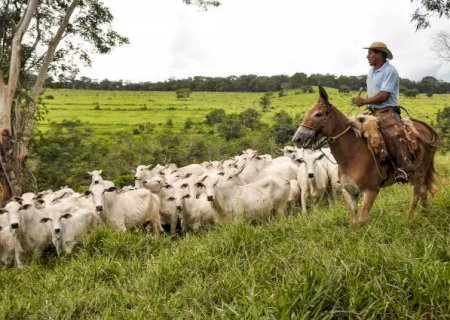 União Europeia embarga importação de carne bovina de fêmeas do Brasil>