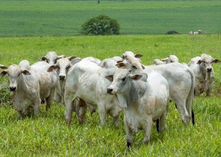 Preços da arroba do boi devem seguir em alta, diz analista>