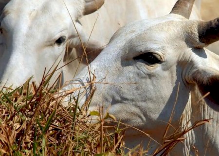 Mato Grosso inclui boi bombeiro em lei sobre áreas de proteção