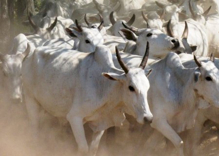 Alta dos preços da arroba do boi continua, mas de maneira mais morna; veja as cotações