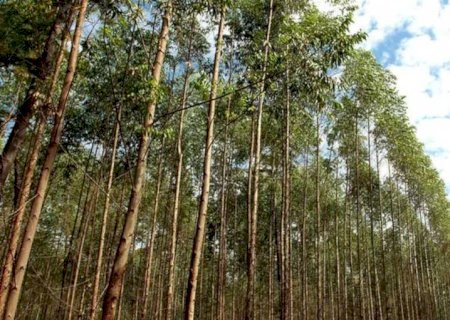 Mato Grosso do Sul: o vale da celulose no Brasil