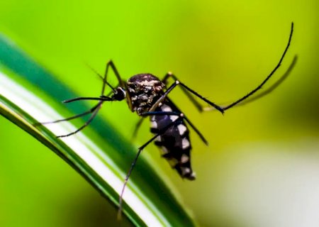 Criança de cinco anos é a quarta vítima fatal da dengue em Dourados>