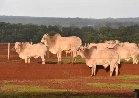 Arroba vai a R$ 300 e carne bovina deve ficar mais cara ao consumidor>