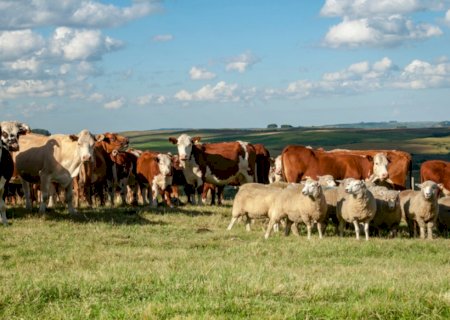 Carne bovina é um dos principais produtos pecuários nas exportações brasileiras