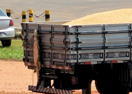 PMA multa homem por maus-tratos a jacaré em Anaurilândia