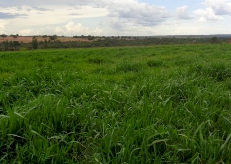 MS tem 4,7 milhões de hectares de pastagens degradadas que podem ser recuperadas, ampliando a produção