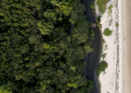 Manguezais têm potencial de gerar R$ 49 bilhões em crédito de carbono