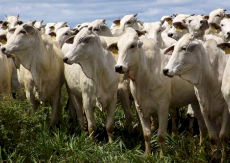 Iagro confirma caso de raiva bovina em Mato Grosso do Sul