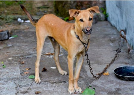 Projeto de vereador de Dourados fixa multa de até R$ 3 mil para quem deixar cão e gato preso