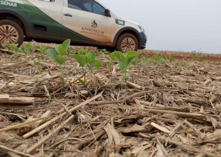 Soja: pouco mais de 3% da área total do Estado foi semeada