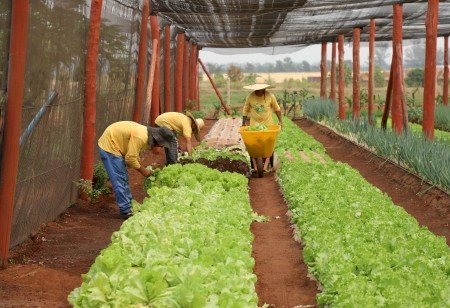 Cultivada com trabalho prisional, Horta da Esperança completa um ano este mês com mais de 7 toneladas de alimentos doados