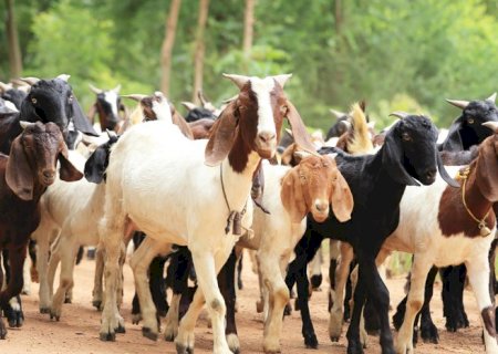 Exportação de caprinos e ovinos vivos do Brasil para o Sultanato de Omã>